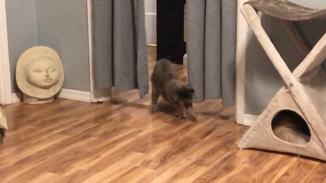 JAZARI F2 & JOLIE F3 Playing Feline Cat Savannah Hybrid смотреть онлайн