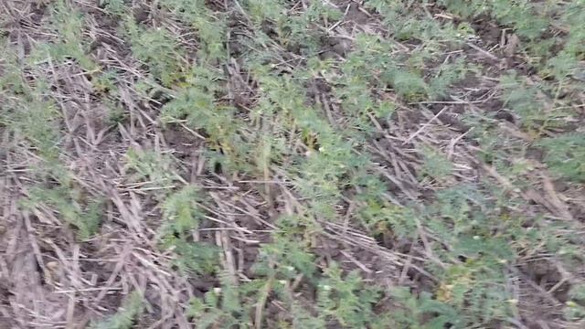 Выращивание нута. No-till 05.06.2018 Состояние посевов нута смотреть онлайн