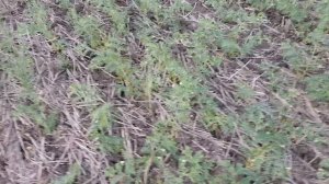 Выращивание нута. No-till 05.06.2018  Состояние посевов нута