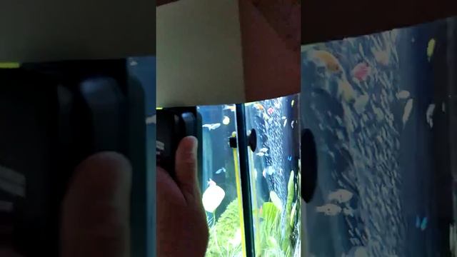 Чистим стекло аквариума! смотреть онлайн