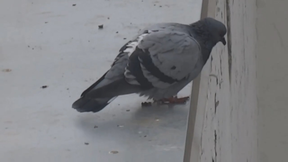 Голубь, который устал так жить смотреть онлайн