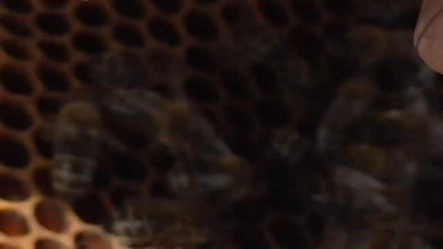 🔥🔥🔥Как ПОМЕТИТЬ МАТКУ🔥🔥🔥 смотреть онлайн