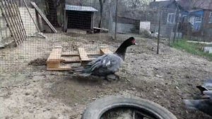 Мускусные утки - формируем семьи, голубые, лаванда и серебристые