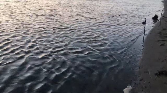 Сазан на удочку смотреть онлайн