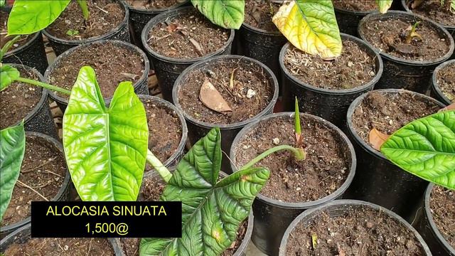 PLANT HUNTING REPEAT4/DANIELS GARDEN AT RBR. CALAMBA, LAGUNA смотреть онлайн