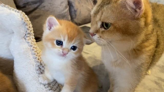 ?КАК ОТЛИЧИТЬ NY11ОТ NY12?ЗОЛОТАЯ ШИНШИЛЛА КОШКА?GOLDEN KITTENS? смотреть онлайн