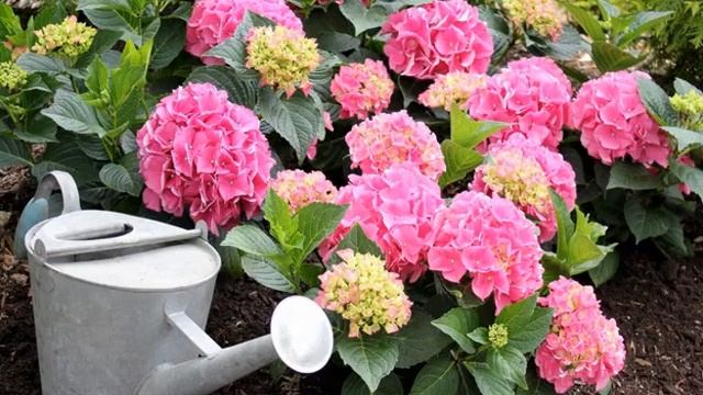 Гортензия Инвизибл Спирит (Invincibelle Spirit) — описание смотреть онлайн