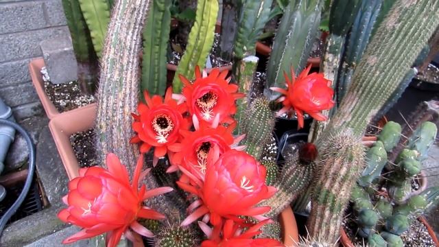 My Trichocereus grandiflorus Cactus 'Red Star' with a bouquet of flowers смотреть онлайн