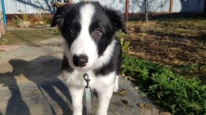 Как растёт щенок бордер колли 1.5, 2, 3, 4 месяца