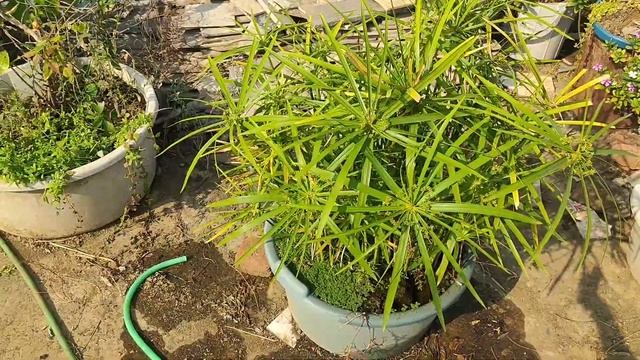 easy growing water plant/umbrella palm plant care/cyperus alternifolius/umbrella papyrush смотреть онлайн