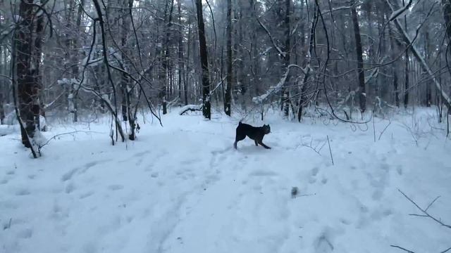 Кане корсо и Зима Купить? Или подумать? смотреть онлайн