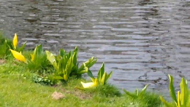 Lysichiton Americanum , Chanson