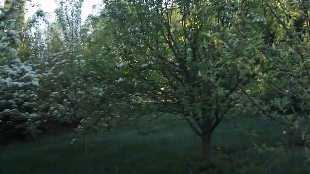 ВЕСНА в Харькове 1 мая 2018. МаЁвка. Цветут деревья. Ukraine. Primavera. Árboles de flor. смотреть онлайн