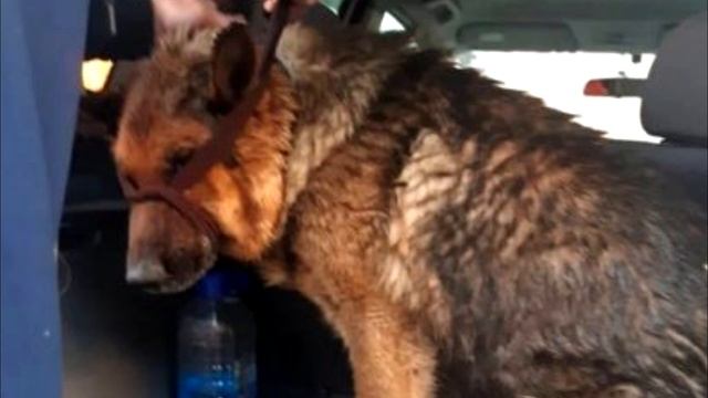 Пeс лежал в лyже, смирясь со своей yчастью У него не было шансов выжить! смотреть онлайн