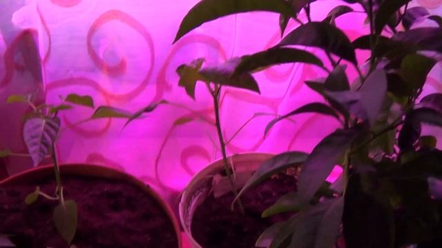 Как установить фитолампу и не испортить окно смотреть онлайн