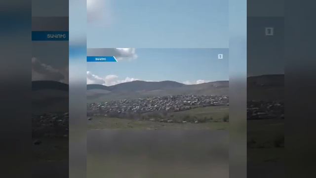 Павловния в Армении. Paulownia in Armenia. պավլովնյա հայաստանում смотреть онлайн