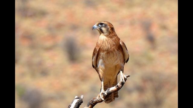 Звук сокола для отпугивания птиц смотреть онлайн