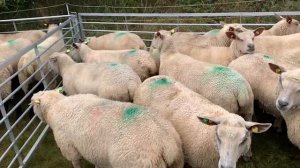 Племенные овцы породы Шароле! Где купить Шароле в России? Овцеводство как бизнес! Разведение овец