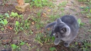 Тиша и Даня плачут им жалко котят !!! Tisha and Danya cry they feel sorry for the kittens