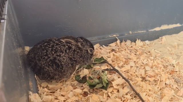 Русачонок Фрейя - хороший и воспитанный заяц смотреть онлайн