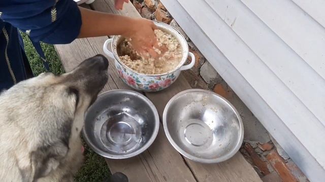 Готовимся принимать роды у Айды(немецкая овчарка).? смотреть онлайн