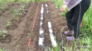 Посев моркови КИСЕЛЕМ. Супер способ, который мы попробовали