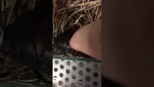 Мадагаскарский шипящий таракан смотреть онлайн