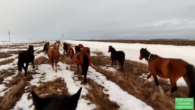 Жеребец Черный принц получил кальцияборглюконат.| И снова погоня. смотреть онлайн