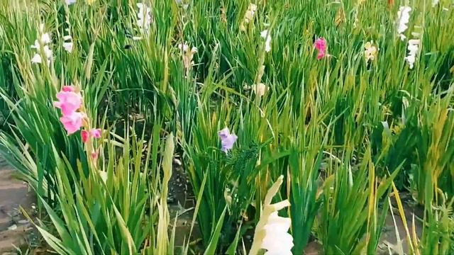 GLADIOLUS OR GLADIOLEN FLOWERS | Pinay in Austria | #ilonggavloger |Lyn&Sam смотреть онлайн