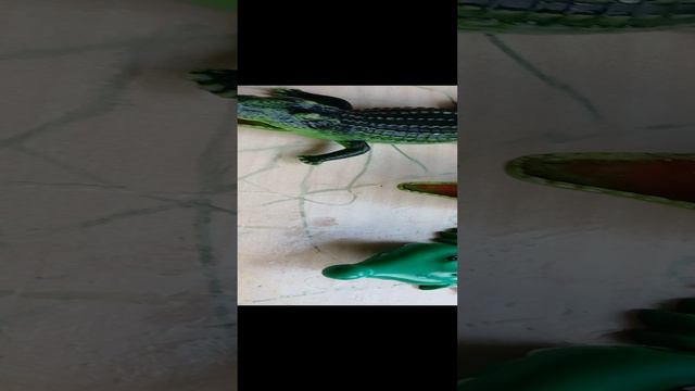 три крокодила попали мир 🌏 жизни смотреть онлайн