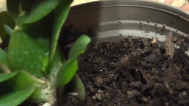 Фракция почвы и развитие растения - пример ионоцидиума