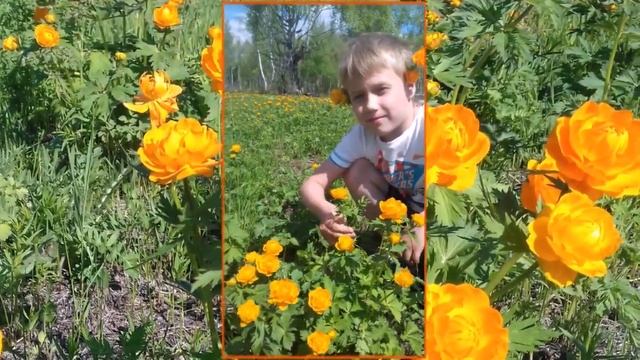 Золотые жарки рассыпают свои огоньки смотреть онлайн