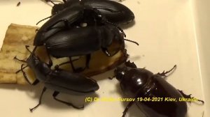 Каких Жуков Можно Разводить и Содержать Дома Для Удовольствия? Носорог и Зофобас. Энтомология.