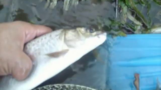 Рыбалка на р Кан смотреть онлайн