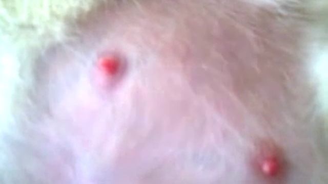 Толкание котят в животе у кошки смотреть онлайн