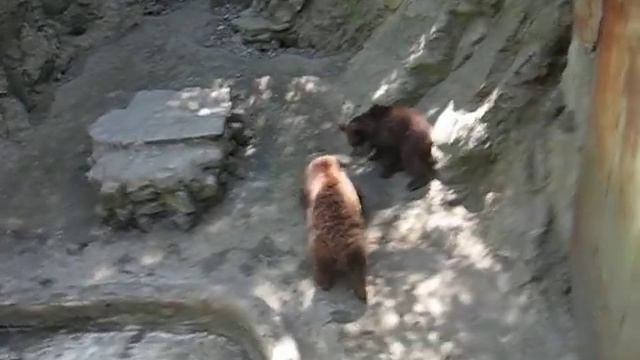 Зоопарк Айтос Мечки.avi смотреть онлайн