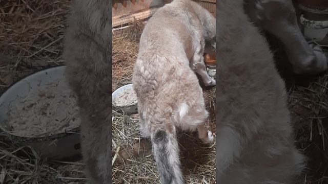 Из-за давней травмы, Бою приходится помогать забраться в вольер. смотреть онлайн