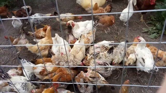 Варенье с хлебом курам нравится)