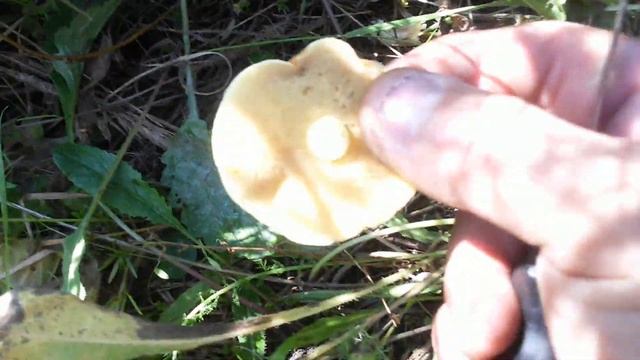 Ищем грибы Маслята в +26°C смотреть онлайн