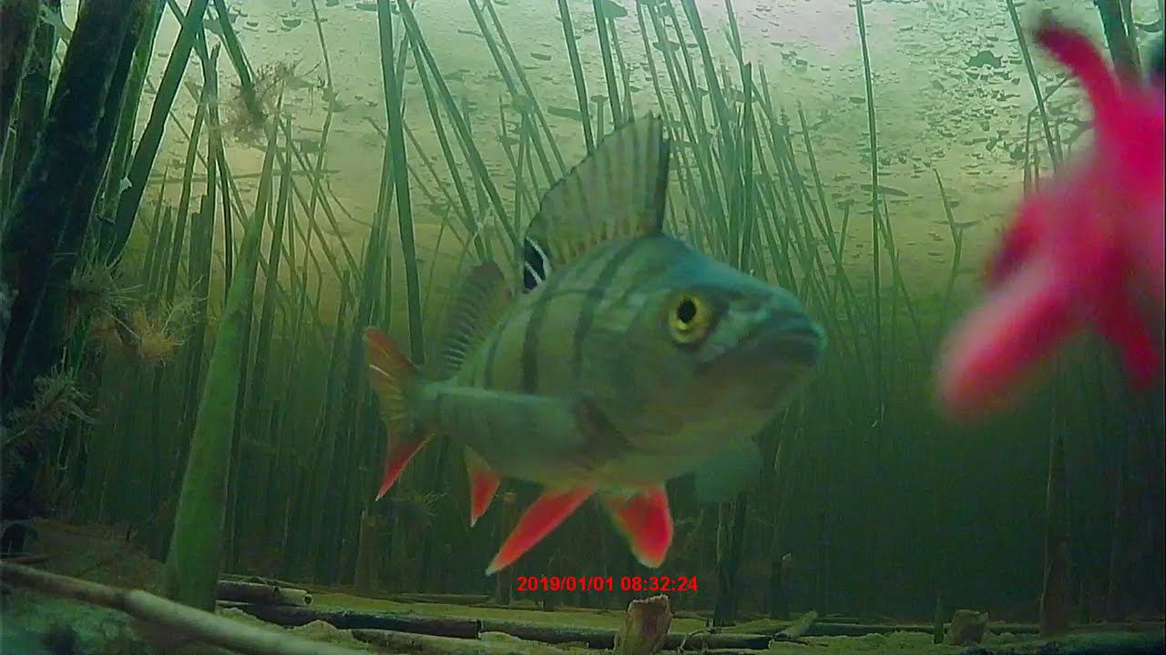 Шальдиха 05-01-2021 смотреть онлайн