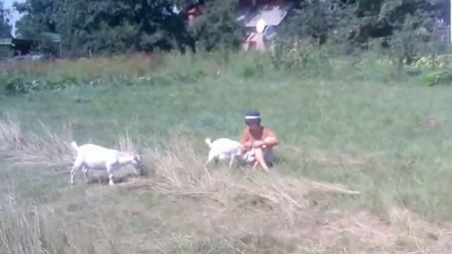 Хозяйство Козачка. Выпас зааненских козлят. смотреть онлайн