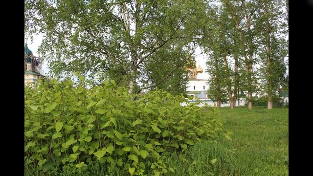 "Чёрная смородина" Ансамбль "Рябиновый цвет" Досуговый центр "Зелёная роща" смотреть онлайн