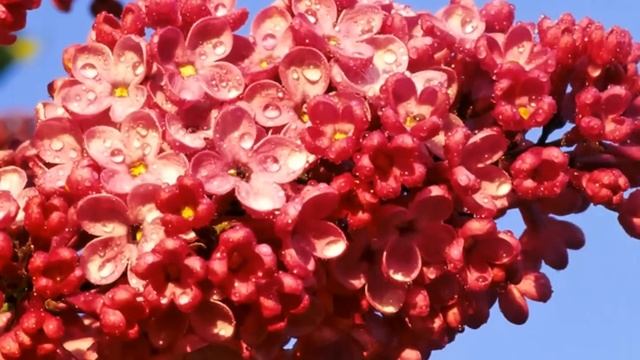 Расцвела сирень-черёмуха в саду смотреть онлайн