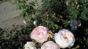 Rose Glamis Castle.mov