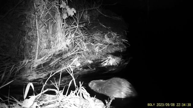 Фотоловушка Болигуард #19 Бобр починил плотину смотреть онлайн