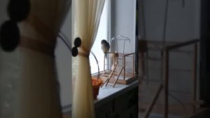 Попугай калита монах разговаривает #попугайразговаривает #parrottalks