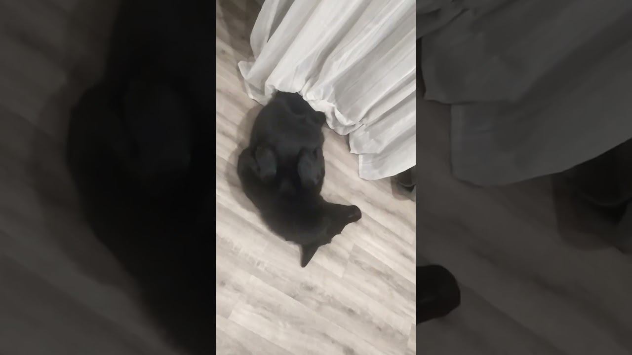 ВЕО черная Восточно Европейская Овчарка 11 смотреть онлайн