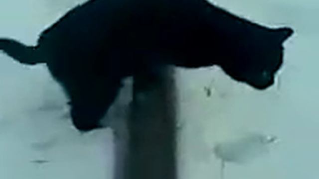 Cat stuck to the rails. (Кот прилип к рельсам.) смотреть онлайн