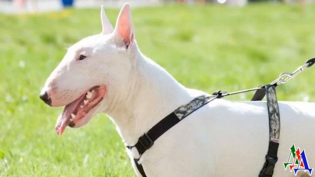 БУБЛИК 4. «Тётка, убери своего крокодила, он же меня загрызет! Вона у него пасть, какая зубастая!» смотреть онлайн