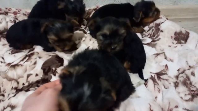 Щенки мини йоркширский терьер — Lapki.pet Украина смотреть онлайн